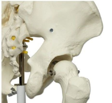 MODEL DE SCHELET FLEXIBIL [6]