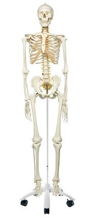 Materiale Didactice Gimnaziu si Liceu - MODEL DE SCHELET FLEXIBIL