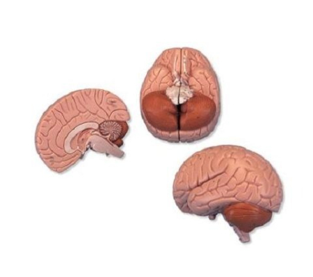 Materiale Didactice Gimnaziu si Liceu - MODEL ENCEFAL 2 PARTI (3B)