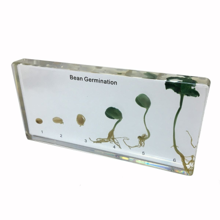 Machete botanica - Model - Germinatia fasolei