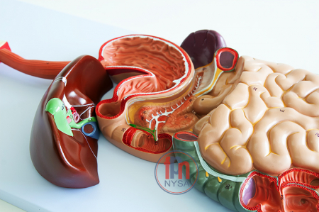 Model în relief al sistemului digestiv/sistem digestiv uman [1]