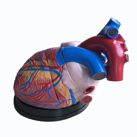 Materiale Didactice Gimnaziu si Liceu - Model INIMĂ GIGANT