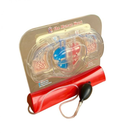 Materiale Didactice Gimnaziu si Liceu - MODEL INIMA SI SISTEMUL CIRCULATOR(3B)