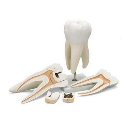 Materiale Didactice Gimnaziu si Liceu - MODEL MOLAR GIGANT CU PREZ CAVITATILOR