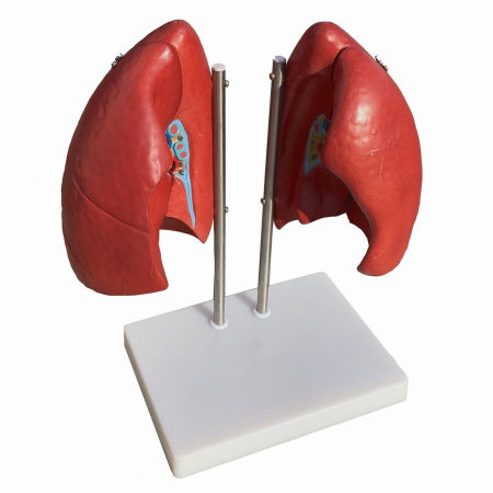 Materiale Didactice Gimnaziu si Liceu - Model PLĂMÂNI (mărime naturală