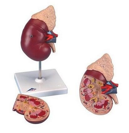 Materiale Didactice Gimnaziu si Liceu - MODEL RINICHI CU GLANDE SUPRARENALE (3B)