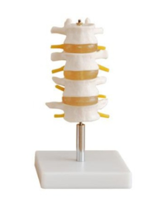 Machete anatomie - Model SECȚIUNE COLOANĂ VERTEBRALĂ CU 4 VERTEBRE