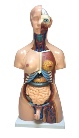 Materiale Didactice Gimnaziu si Liceu - Model tors uman