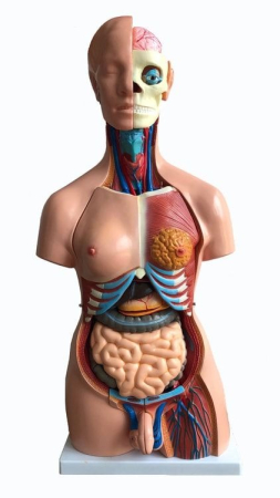 Materiale Didactice Gimnaziu si Liceu - Model tors uman