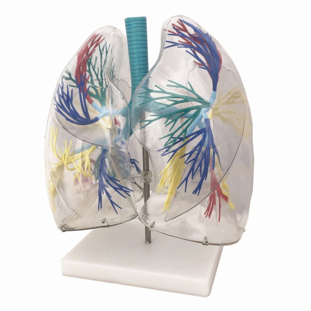 Materiale Didactice Gimnaziu si Liceu - Model transparent PLĂMÂNI CU TRAHEE