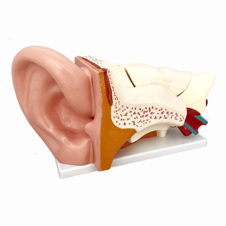 Materiale Didactice Gimnaziu si Liceu - Model URECHE UMANĂ