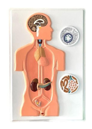 Machete anatomie - Modelul SISTEMUL ENDOCRIN