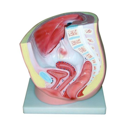 Biologie - MULAJ BAZIN FEMININ