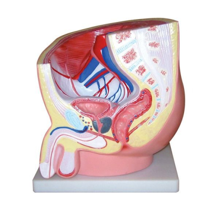 Biologie - MULAJ BAZIN MASCULIN