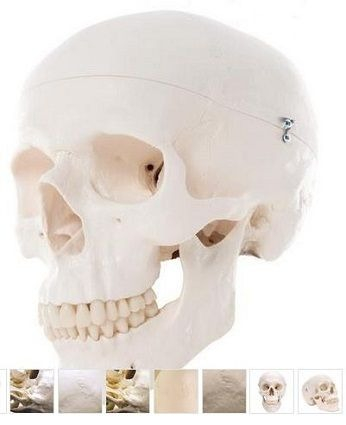 Materiale Didactice Gimnaziu si Liceu - MULAJ CLASIC CRANIU UMAN 3 PARTI (3B)