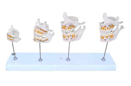 Machete anatomie - MULAJ DEZVOLTAREA DANTURII