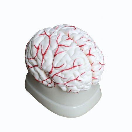 Machete anatomie - MULAJ ENCEFAL CU PREZENTAREA SISTEMULUI CIRCULATOR(  MODEL DIN 8 PARTI)