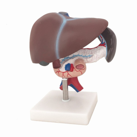 Materiale Didactice Gimnaziu si Liceu - MULAJ FICAT,PANCREAS,DUODEN SI SPLINA