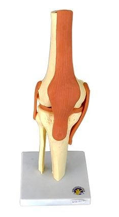 Machete anatomie - MULAJ GENUNCHI SISTEM OSOS CU ARTICULATIE SI LIGAMENTE