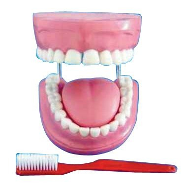 Machete anatomie - MULAJ IGIENA BUCALA (DANTURA URIASA+PERIE) SCARA 5:1