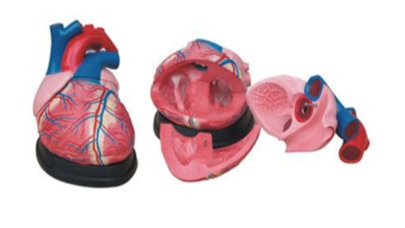 Materiale Didactice Gimnaziu si Liceu - MULAJ INIMA ( 2 parti scara 2:1)