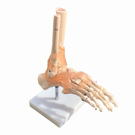 Biologie - MULAJ LABA PICIORULUI SISTEM OSOS CU ARTICULATIE SI LIGAMENTE