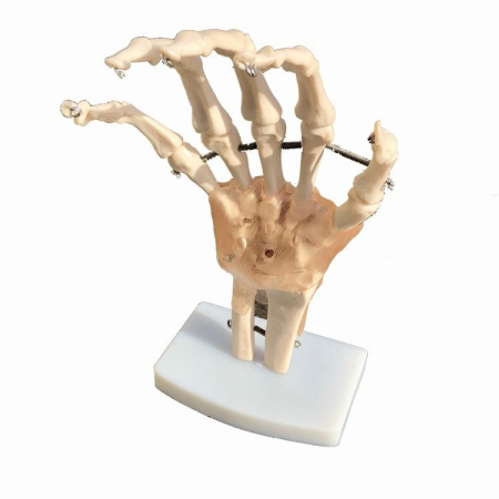 Biologie - MULAJ MANA SISTEM OSOS CU ARTICULATIE SI LIGAMENTE