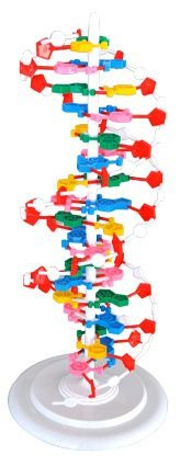 Machete anatomie - MULAJ MODEL ADN ( pe suport)