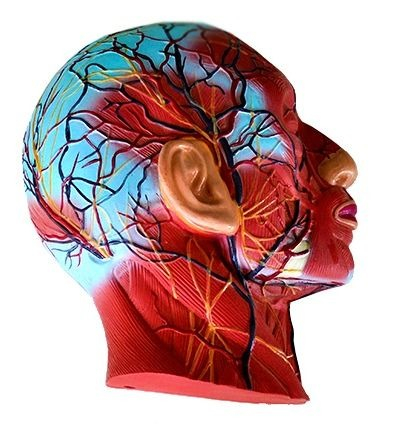 Machete anatomie - MULAJ MODEL CAP SECTIUNE MEDIANA PE PLACA DE SUPORT