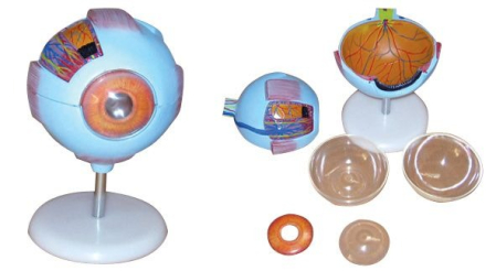 Machete anatomie - MULAJ OCHI(X 3 din 8 parti )