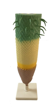 Machete botanica - MULAJ - Radacina cu sistem de absorbtie (sectionare verticala)