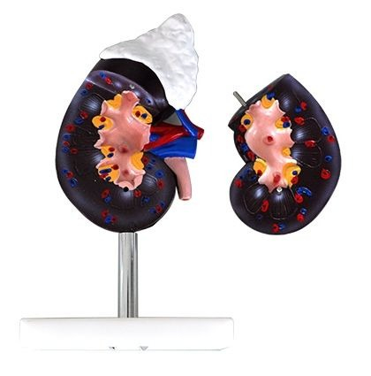 Biologie - MULAJ RINICHI (DIN 2 PARTI) CU GLANDA SUPRARENALA