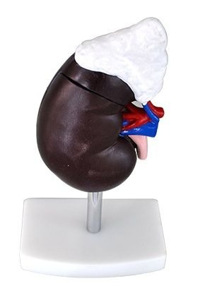 MULAJ RINICHI (DIN 2 PARTI) CU GLANDA SUPRARENALA [1]