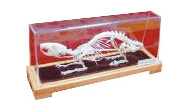 Machete zoologie - MULAJ SCHELET SOBOLAN