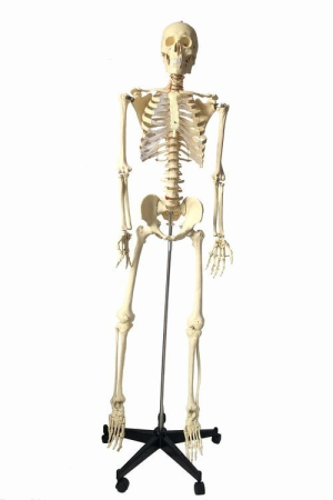 Materiale Didactice Gimnaziu si Liceu - MULAJ SCHELET standard (pe stativ 168 cm )