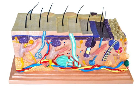 Materiale Didactice Gimnaziu si Liceu - MULAJ SECTIUNE PIELE (X 105 ORI DIN 3 PARTI )