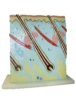 MULAJ SECTIUNE PIELE (X 105 ORI STRATIFICATA ) [1]