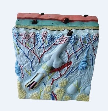 Machete anatomie - MULAJ SECTIUNE PIELE (X 105 ORI STRATIFICATA )