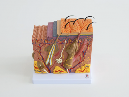 Materiale Didactice Gimnaziu si Liceu - MULAJ SECTIUNE PIELE umană marita de 70x