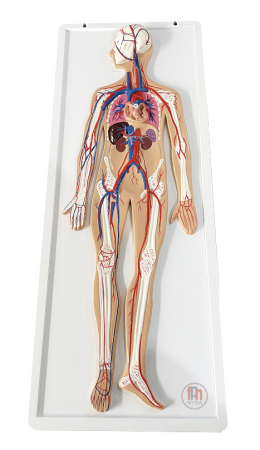 Machete anatomie - MULAJ SISTEMUL CIRCULATOR IN RELIEF