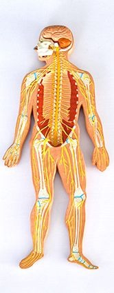Materiale Didactice Gimnaziu si Liceu - MULAJ SISTEMUL OSOS SI NERVOS BASORELIEF