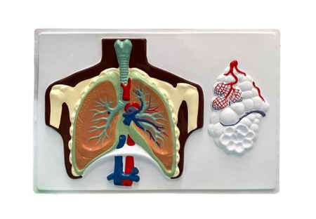 Machete anatomie - MULAJ SISTEMUL RESPIRATOR BASORELIEF