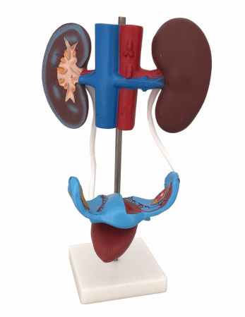 Machete anatomie - MULAJ SISTEM URINAR FEMININ ( pe stand)