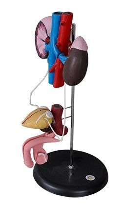 Biologie - MULAJ SISTEMUL URINAR MASCULIN PE STAND