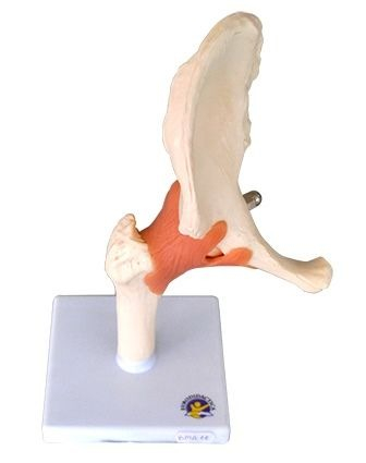 Machete anatomie - MULAJ SOLD SISTEM OSOS CU ARTICULATIE SI LIGAMENTE