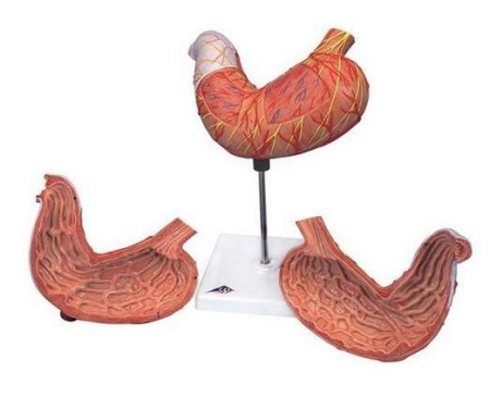 Materiale Didactice Gimnaziu si Liceu - MULAJ STOMAC 2 PARTI (3B)