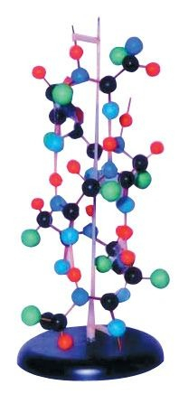 Biologie - MULAJ STRUCTURA PROTEINEI SECUNDARE(PE SUPORT)
