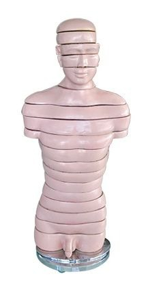 Materiale Didactice Gimnaziu si Liceu - MULAJ TORS UMAN MASCULIN DISECTIE 18 STRATURI