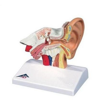 Machete anatomie - MULAJ URECHE MARIT DE 1.5 ORI (3B)