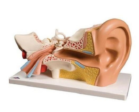 Materiale Didactice Gimnaziu si Liceu - MULAJ URECHE ( SCARA 3.1)